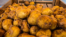 Klęska urodzaju na rynku ziemniaków. Rolnicy apelują o wsparcie Klęska urodzaju na rynku ziemniaków. Rolnicy apelują o wsparcie